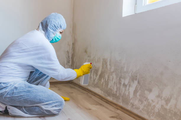 Licensed Attic Mold Remediation service in Williamston, NC - Car Mold Remediation