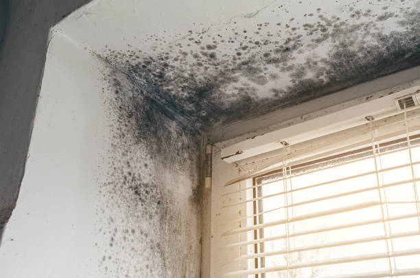 Affordable Attic Mold Remediation solutions in Williamston, NC