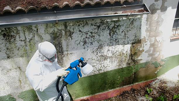 Top rated local Attic Mold Remediation specialists in Williamston, NC